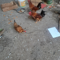 Chicchinelle,chicchinielli