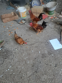 Chicchinelle,chicchinielli