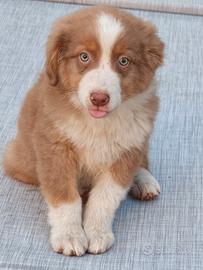 Australian shepherd cucciolo red
