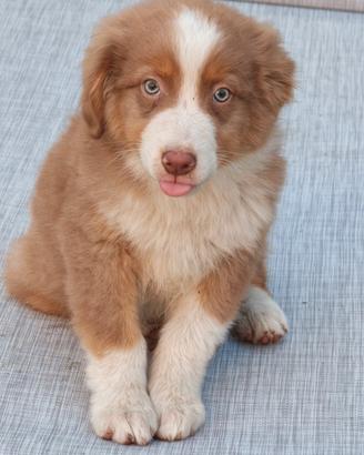 Australian shepherd cucciolo red