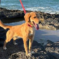 MIDDLE - Meticcio di Beagle