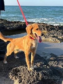 MIDDLE - Meticcio di Beagle