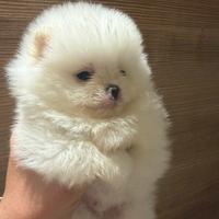 Spitz tedesco nano/Volpino di Pomerania