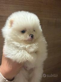 Spitz tedesco nano/Volpino di Pomerania