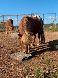 Vendita pony