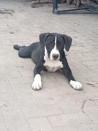 American Pitbull Terrier