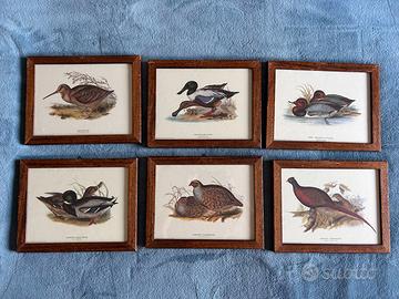 Set di 6 quadretti vintage con uccelli