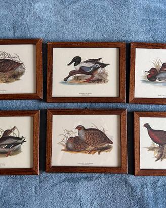 Set di 6 quadretti vintage con uccelli