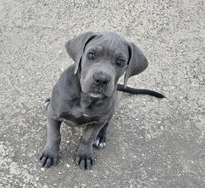 Cuccioli di cane corso