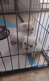Maltese maschietto