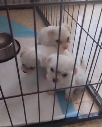 Maltese maschietto