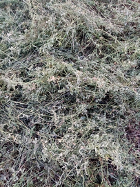 Erba medica quarto taglio