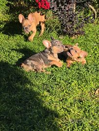 Bulldog francese
