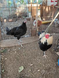 Gallo araucana 8 mesi giovane