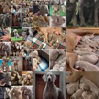Cuccioli di weimaraner con pedigree ENCI