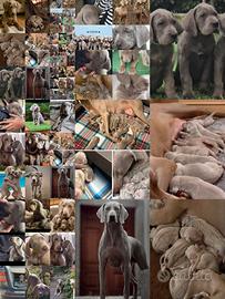 Cuccioli di weimaraner con pedigree ENCI