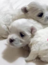 Maltesini cuccioli maschi Mini