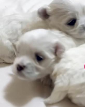 Maltesini cuccioli maschi Mini