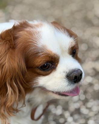 Un cavalier king femmina per accoppiamento