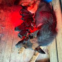 Cuccioli Pastore Tedesco