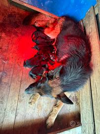 Cuccioli Pastore Tedesco