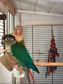 Coppia pappagalli conuro