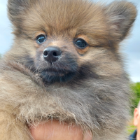 Cuccioli di Spritz pomerania