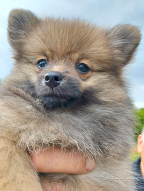Cuccioli di Spritz pomerania
