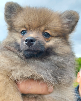Cuccioli di Spritz pomerania