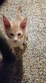 gattini Maine coon
