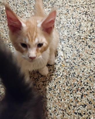 gattini Maine coon