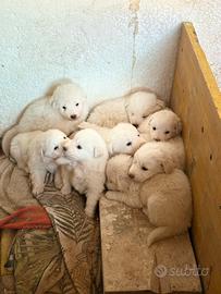 Cuccioli di maremmano