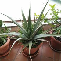 ALOE VERA Curativa ed ornamentale