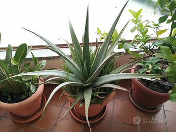 ALOE VERA Curativa ed ornamentale