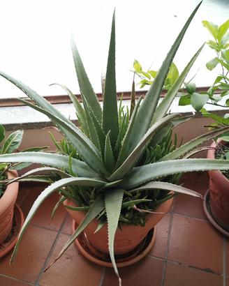 ALOE VERA Curativa ed ornamentale