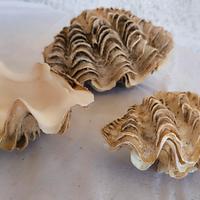 Loto oppure singolarmente conchiglie di Tridacna 