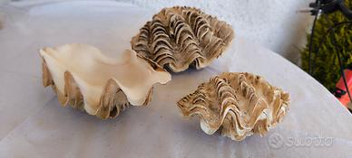 Loto oppure singolarmente conchiglie di Tridacna 