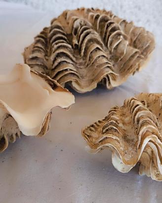Loto oppure singolarmente conchiglie di Tridacna 