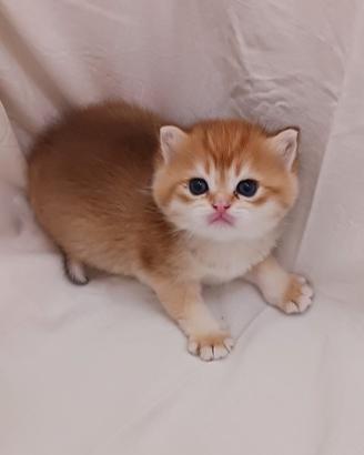 British Shorthair Golden ny12