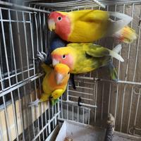 Inseparabili