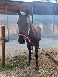 Cavallo