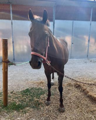 Cavallo