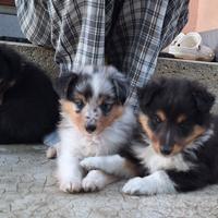 Cuccioli Shetland sheepdog