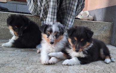 Cuccioli Shetland sheepdog