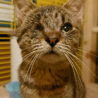 Gattino tigrato con un solo occhietto