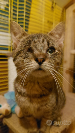 Gattino tigrato con un solo occhietto