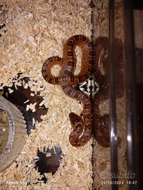 Lampropeltis leonis / Serpente