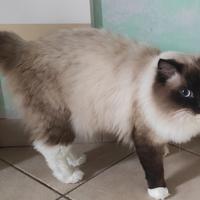 Ragdoll maschio con pedigree per accoppiamento