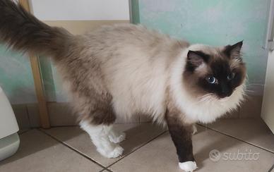 Ragdoll maschio con pedigree per accoppiamento