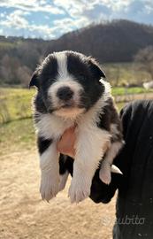 Border collie